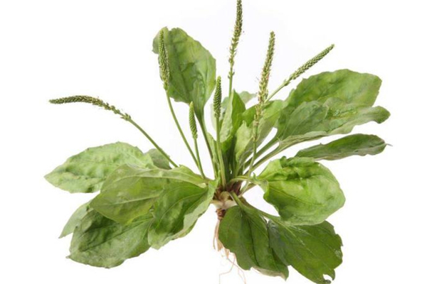 车前草熬水煮多长时间,一次喝多少,车前草煮水要熬多久 车前草熬水煮多长时间,一次喝多少,车前草煮水要熬多久