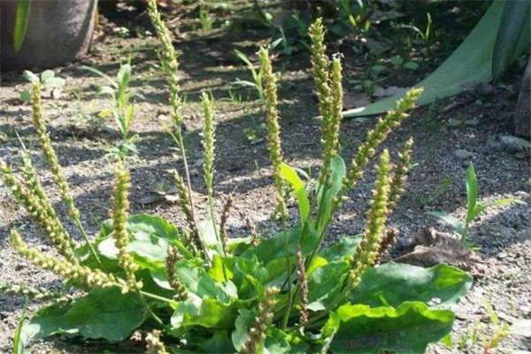 车前草可以治感冒吗,车前草能治感冒吗