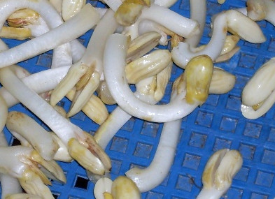 花生芽价格多少钱一斤,花生芽菜市场价多少钱1斤