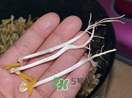 豆芽是发物吗?,豆芽是发物吗?有伤口可以吃吗 豆芽是发物吗?,豆芽是发物吗?有伤口可以吃吗