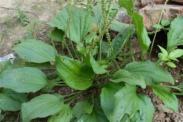 车前草可以治尿频吗,车前草能治尿频尿急吗