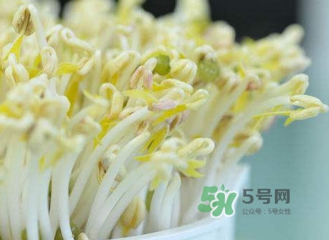 豆芽什么季节吃最好,豆芽什么季节吃
