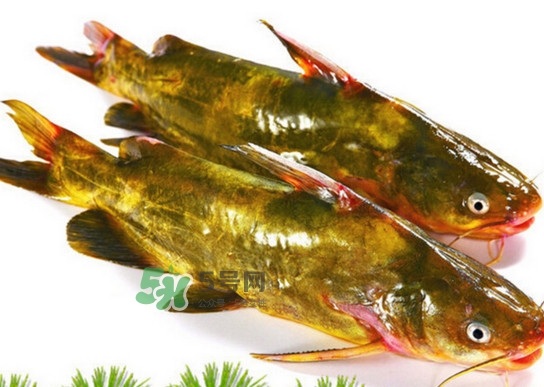 黄蜂鱼怎么煮好吃又营养,黄蜂鱼怎么煮好吃