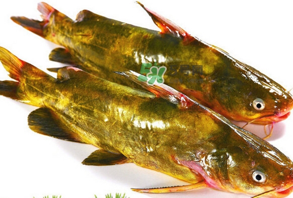 黄刺鱼死了能吃吗?,黄骨鱼死后还能吃吗
