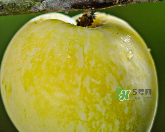 黄金奈李苗哪里的品质好,黄金奈李种植几年挂果