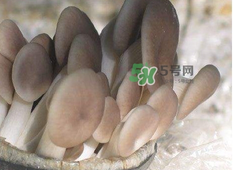 种植秀珍菇一次要投资多少钱,秀珍菇怎么种植 种植秀珍菇一次要投资多少钱,秀珍菇怎么种植