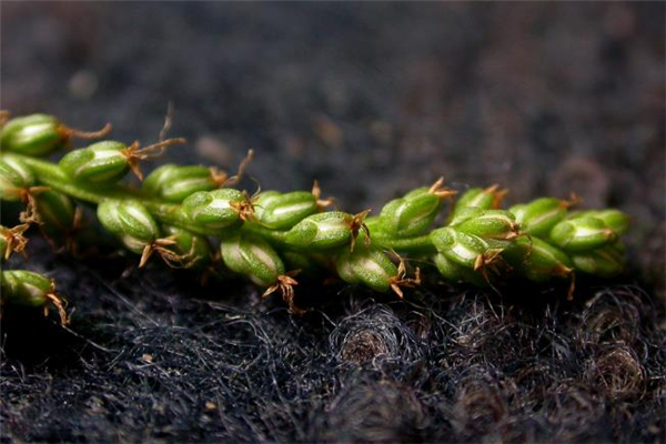 奥利司他减肥药多少钱一盒(奥利司他减肥药多少钱一盒)