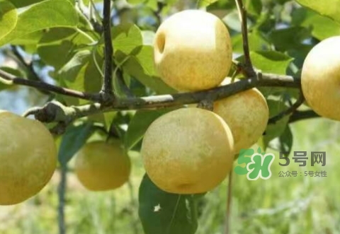 奈李怎么吃好吃,奈李怎么吃不酸