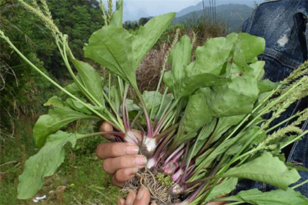 车前草什么人不能吃,哪些人不宜吃车前草