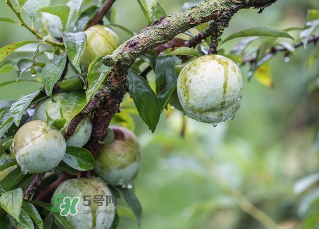 奈李可以和葡萄一起吃吗,葡萄和什么不能一起吃