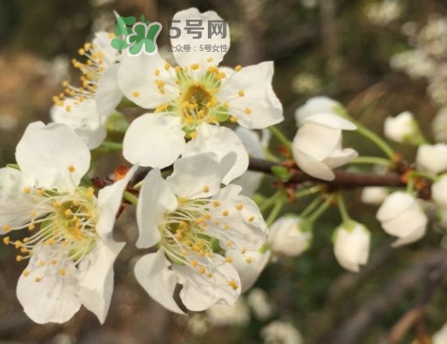 奈李可以放冰箱吗,奈李要不要放冰箱