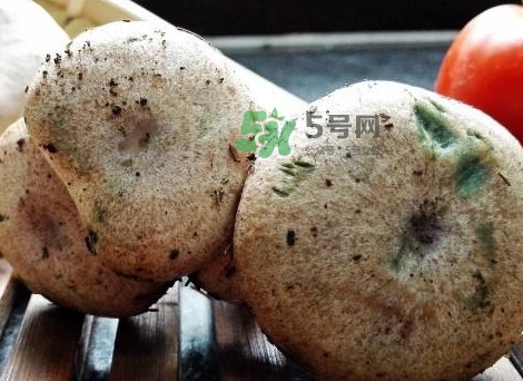 松乳菇怎么做好吃,松乳菇为什么不能 松乳菇怎么做好吃,松乳菇为什么不能