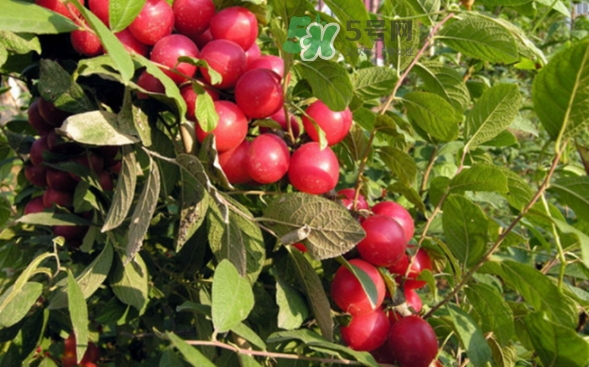 孕妇可以吃钙果吗,钙果有什么功效孕妇能吃吗