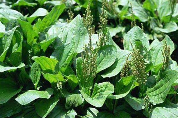 车前草干的好还是新鲜的好,车前草干的好还是新鲜的好功效和作用