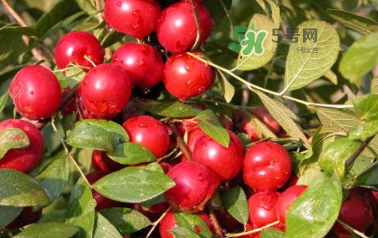 盖果树图片钙果怎么吃,钙果怎么吃