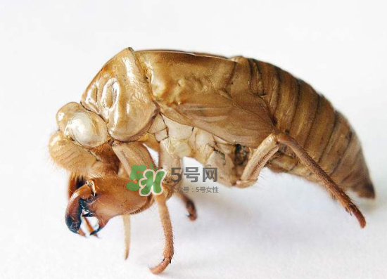 蝉壳多少钱一斤收购,蝉蜕多少钱一斤2021