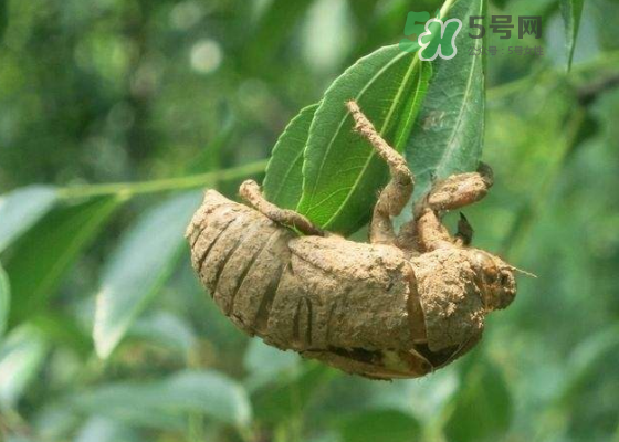 知了壳哪里收购,知了壳价格