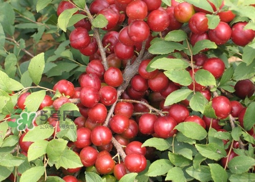 钙果是什么水果,草莓补钙用哪种钙好