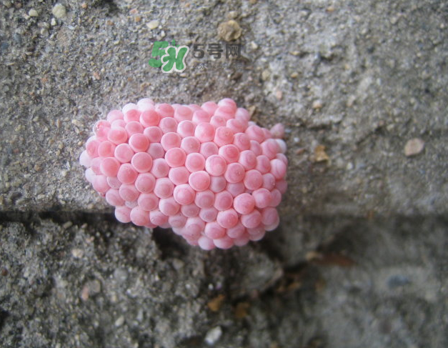 福寿螺一般煮多久能吃,福寿螺熟了可以吃吗 福寿螺一般煮多久能吃,福寿螺熟了可以吃吗