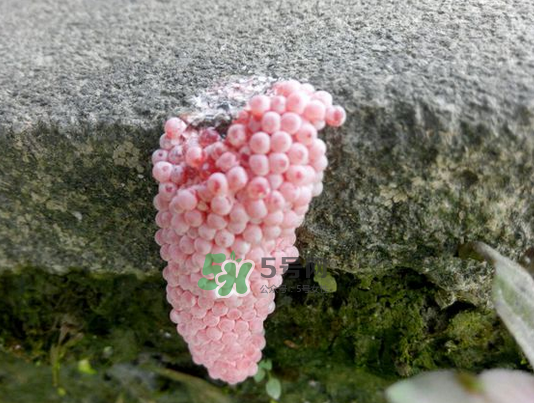 福寿螺卵多久孵化出来,福寿螺孵化过程