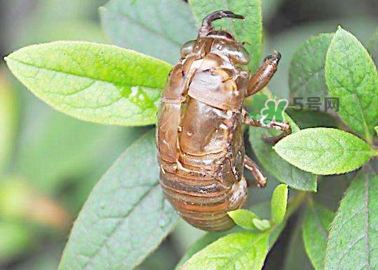 金蝉壳有什么药用价值?,金蝉壳的作用