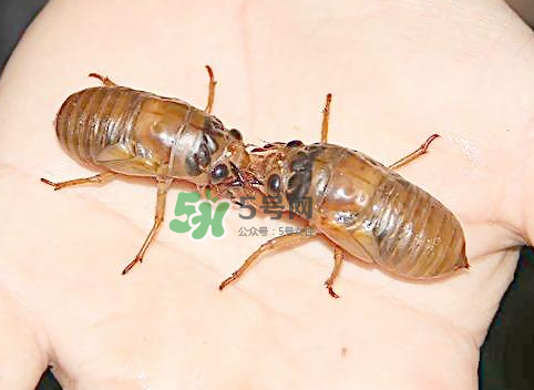 知了和知了猴有什么区别,知了猴和知了一样吗