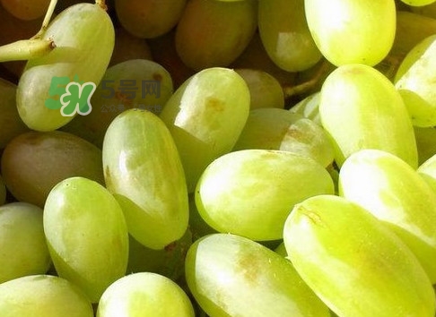 新疆马奶葡萄图片,新疆马奶葡萄什么时候成熟
