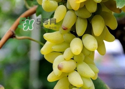 金手指葡萄是转基因吗,金手指葡萄是不是转基因食品 金手指葡萄是转基因吗,金手指葡萄是不是转基因食品