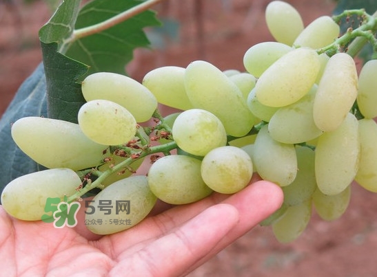 金手指葡萄多少钱一斤,金手指葡萄多少钱一斤国产 金手指葡萄多少钱一斤,金手指葡萄多少钱一斤国产
