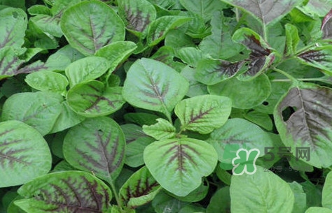 苋菜怎么炒,野菜要不要焯水