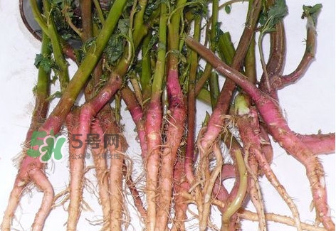 苋菜的根要切掉吗,苋菜的根要去掉多少