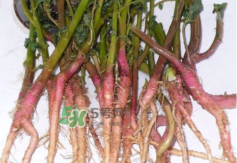 苋菜根要去除吗 苋菜根梗可以吃吗,苋菜根要去除吗