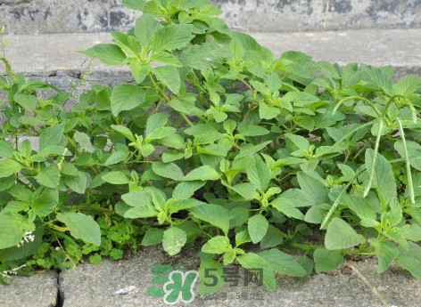 苋菜哪些人不能吃,野苋菜的禁忌