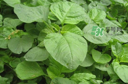 野苋菜怎么做好吃,野苋菜怎么做好吃又有营养