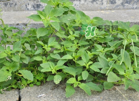 野苋菜有毒吗,野苋菜苦味有毒吗