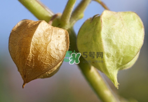 蘑菇寒性还是热性,菌菇是寒性还是热性 蘑菇寒性还是热性,菌菇是寒性还是热性