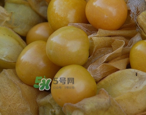 黄姑娘怎么种植,黄菇娘亩产量多少斤 黄姑娘怎么种植,黄菇娘亩产量多少斤