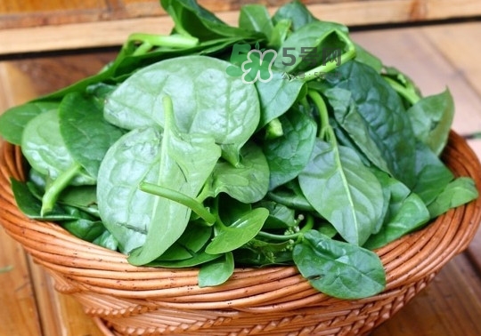 木耳菜什么季节种,木耳菜几月份种最好