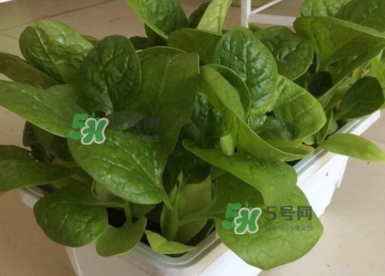 木耳菜怎么清洗干净,木耳菜怎么清洗