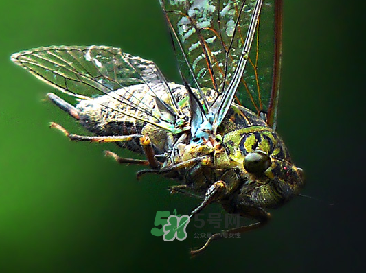 夏天知了为什么会叫,知了为什么会叫不停