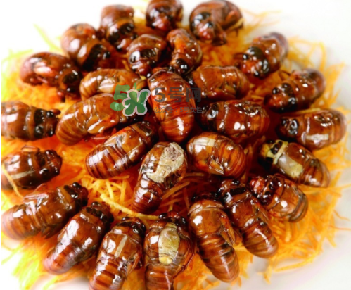 知了哪个部位可以吃,知了哪些部位不能吃