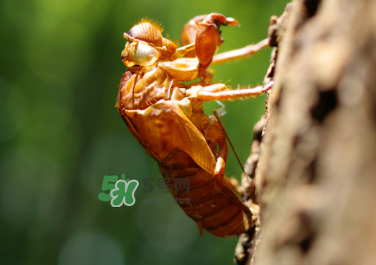 知了壳能泡水喝吗,知了壳泡水喝有什么功效