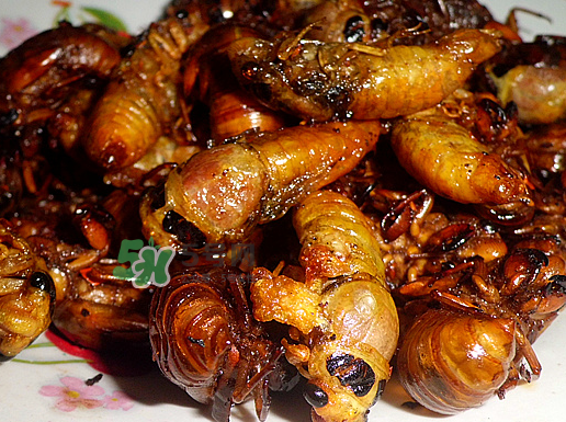 知了龟多少钱一斤?,知了龟图片大全