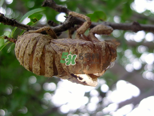 金蝉壳多少钱一斤2021,金蝉壳多少钱一斤2020 金蝉壳多少钱一斤2021,金蝉壳多少钱一斤2020