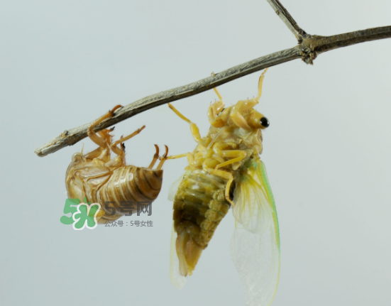 金蝉什么时候没有了,金蟾去哪儿了