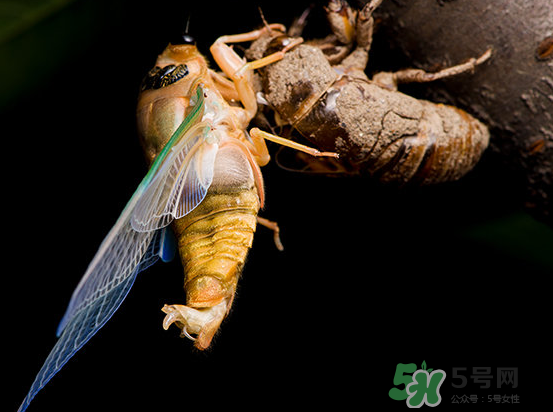 金蝉为什么要脱壳简便回答,金蝉为什么要脱壳?是怎么脱壳