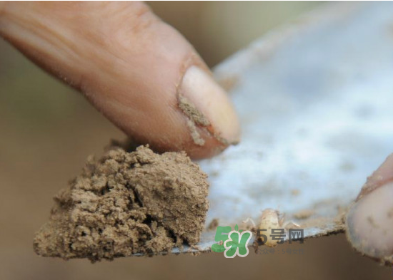 金蝉的特征,金蝉是怎么形成的