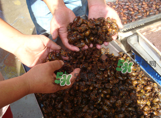 金蝉养殖需投资多少钱,养殖金蝉一亩地投资多少钱