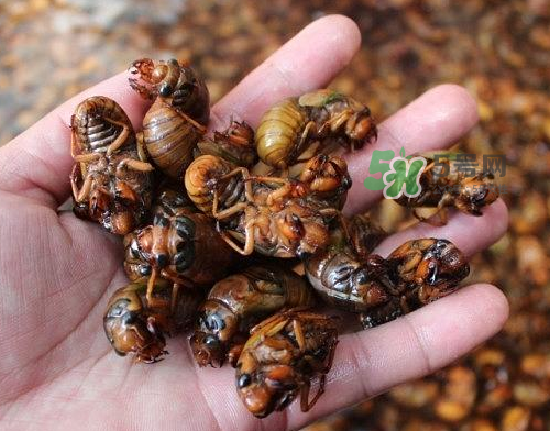 金蝉为什么这么贵,金蝉有什么品质