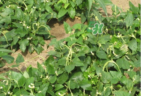 缸豆什么季节有买?,缸豆什么季节有